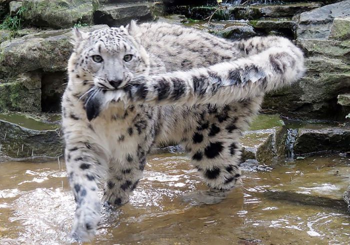 snow leopard with long tail