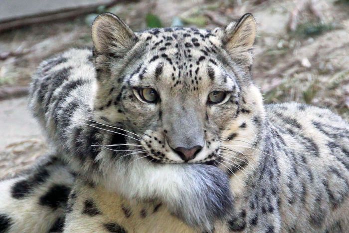 snow leopard with long tail