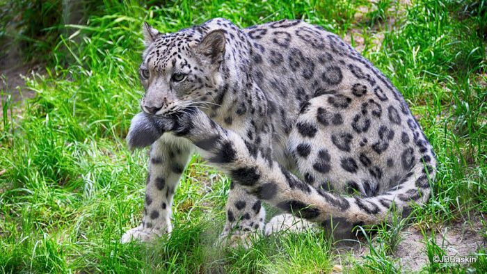 snow leopard with long tail