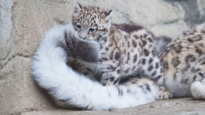 snow leopard with long tail