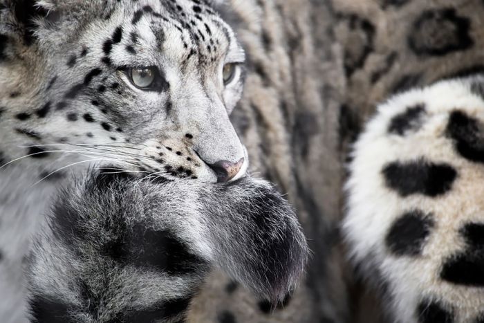 snow leopard with long tail