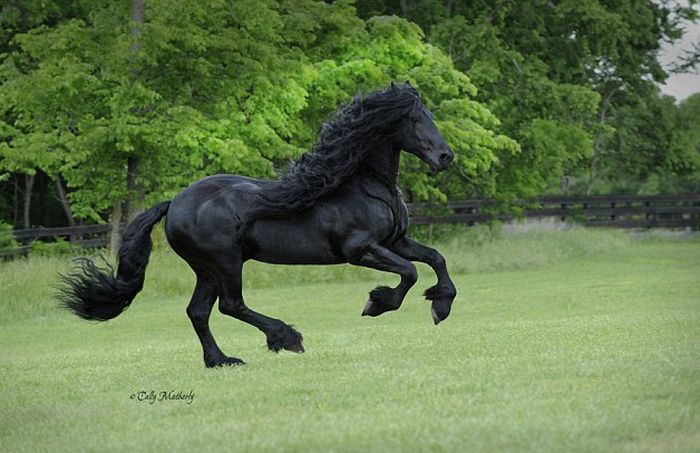 horse with a long mane