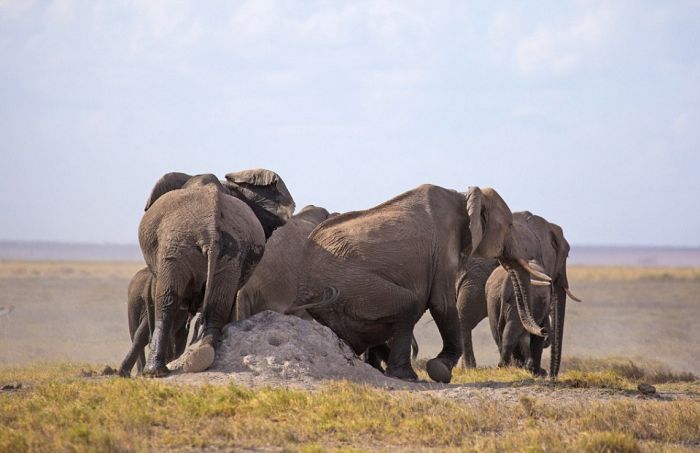 elephants scratching their itch