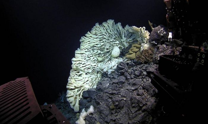 Large sea sponge, Papahānaumokuākea Marine National Monument, Northwestern Hawaiian Islands