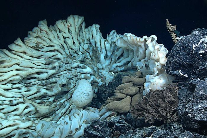 Large sea sponge, Papahānaumokuākea Marine National Monument, Northwestern Hawaiian Islands