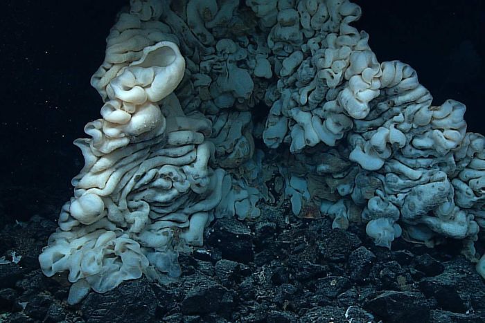 Large sea sponge, Papahānaumokuākea Marine National Monument, Northwestern Hawaiian Islands