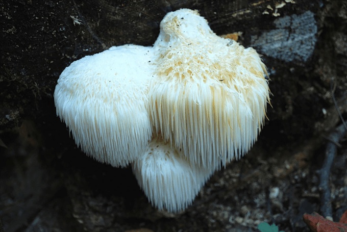 fungi mushroom microorganisms