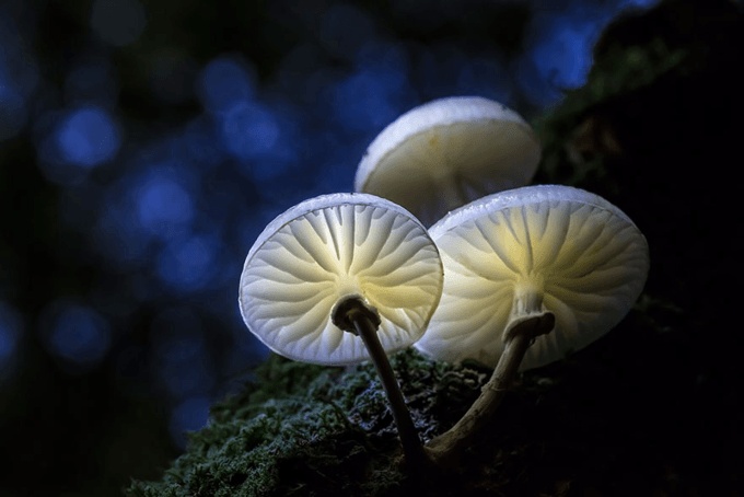 fungi mushroom microorganisms