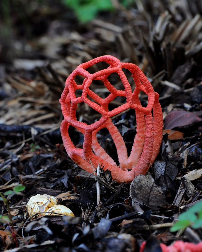 fungi mushroom microorganisms