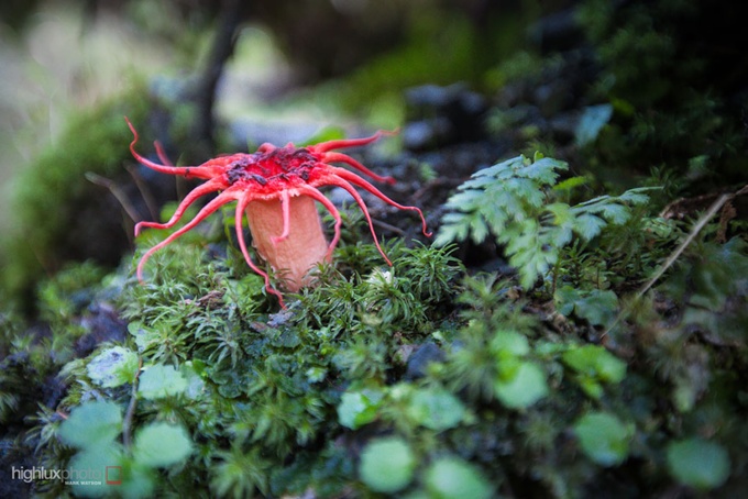 fungi mushroom microorganisms