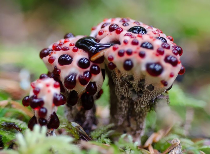 fungi mushroom microorganisms