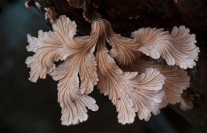 fungi mushroom microorganisms