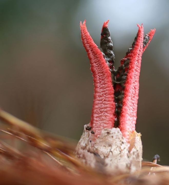 fungi mushroom microorganisms