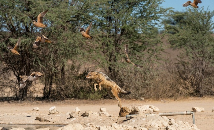 jackals hunt birds in the wild