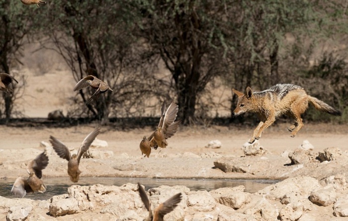 jackals hunt birds in the wild