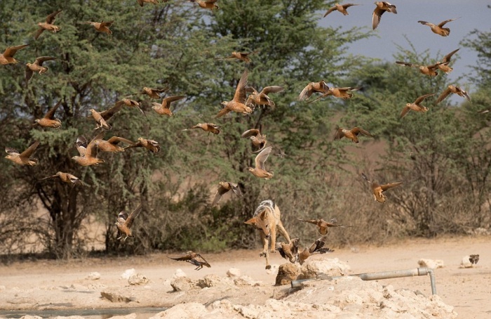 jackals hunt birds in the wild