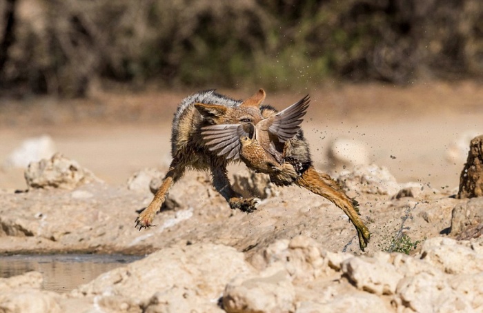 jackals hunt birds in the wild