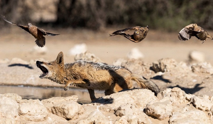 jackals hunt birds in the wild