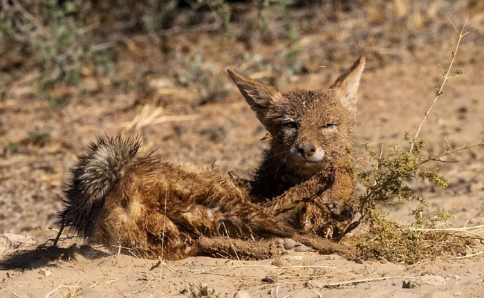 jackals hunt birds in the wild