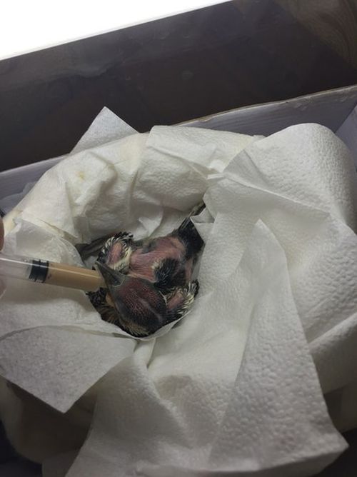 nursed woodpecker