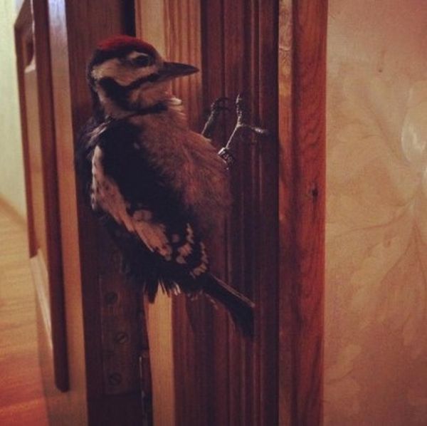 nursed woodpecker