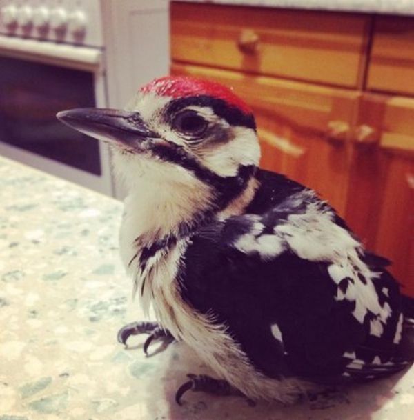 nursed woodpecker