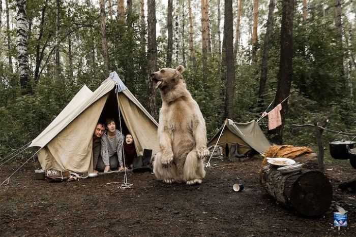 pet bear with a family