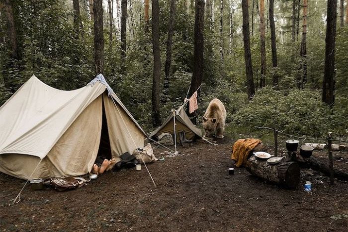 pet bear with a family