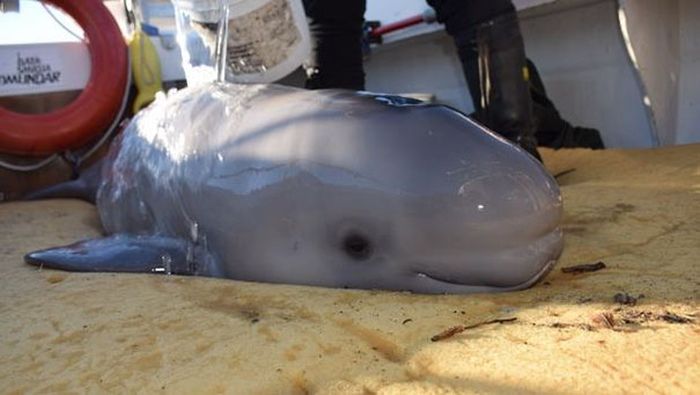 baby beluga whale