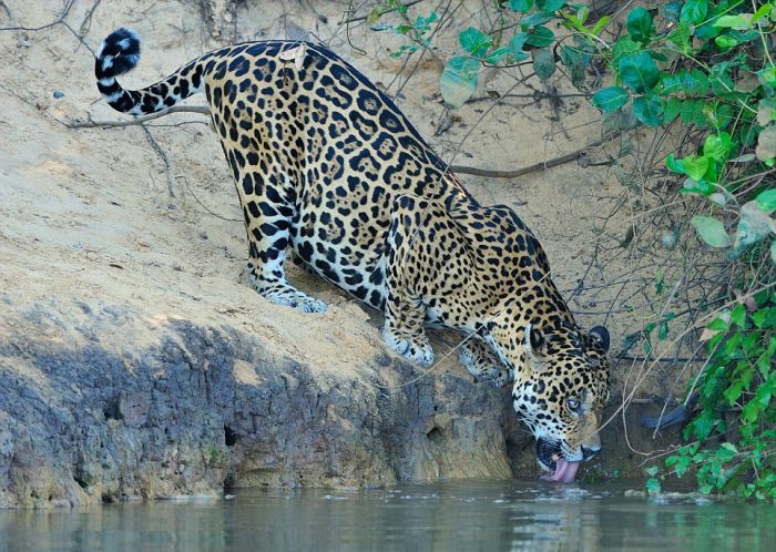 jaguar hunts for a crocodile