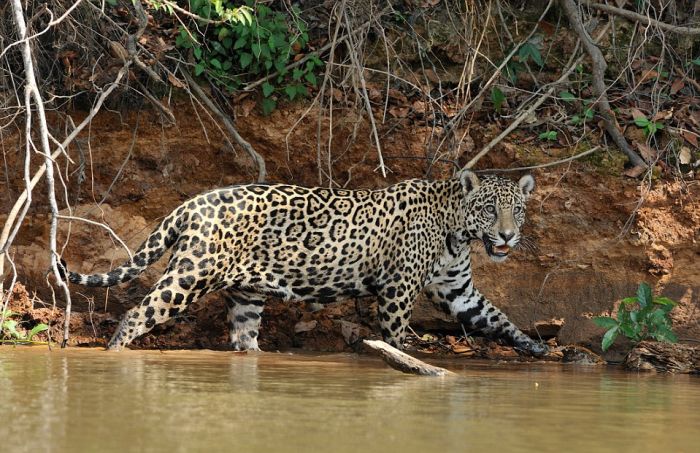 jaguar hunts for a crocodile