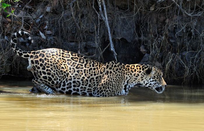 jaguar hunts for a crocodile