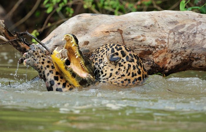 jaguar hunts for a crocodile