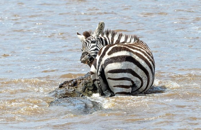 zebra against a crocodile