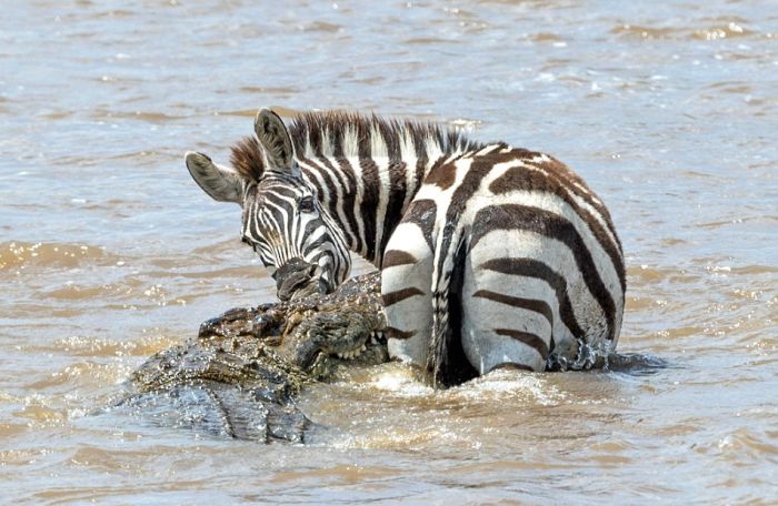 zebra against a crocodile