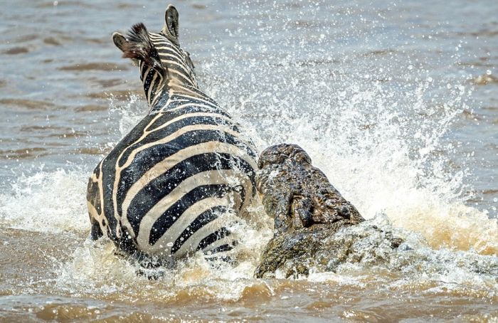 zebra against a crocodile