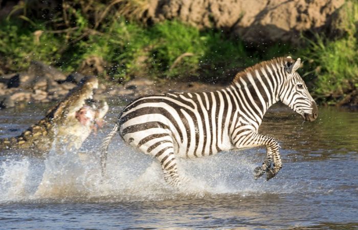 zebra against a crocodile