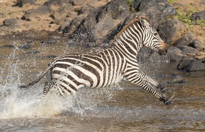 zebra against a crocodile