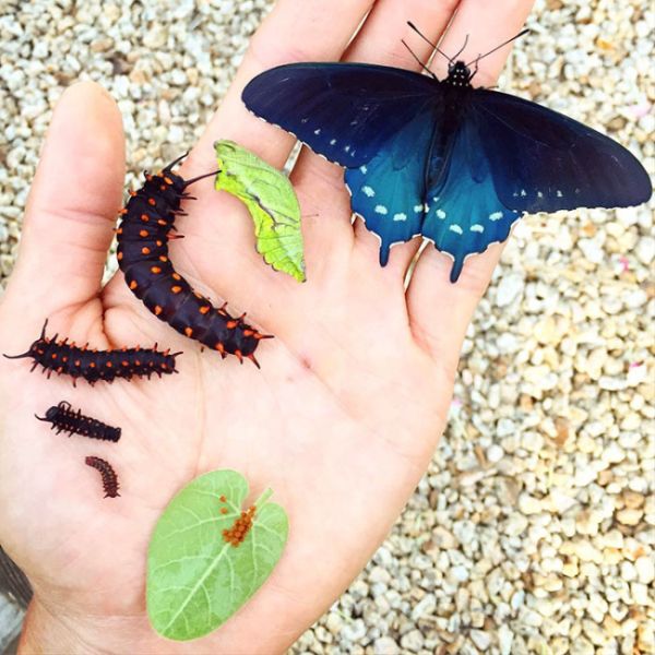 Blue Pipevine Swallowtail butterfly