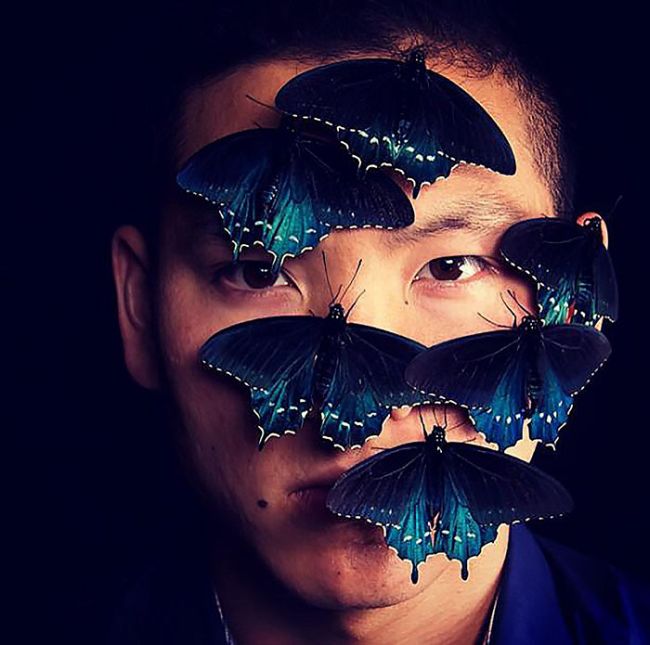 Blue Pipevine Swallowtail butterfly