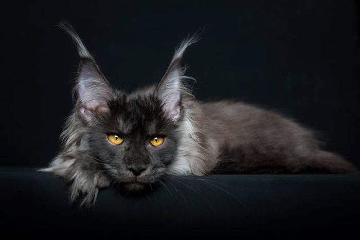 maine coon cat