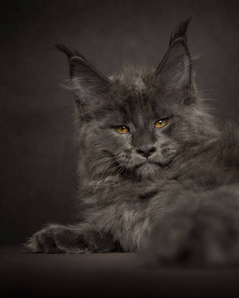 maine coon cat