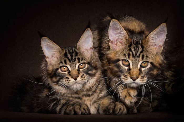 maine coon cat