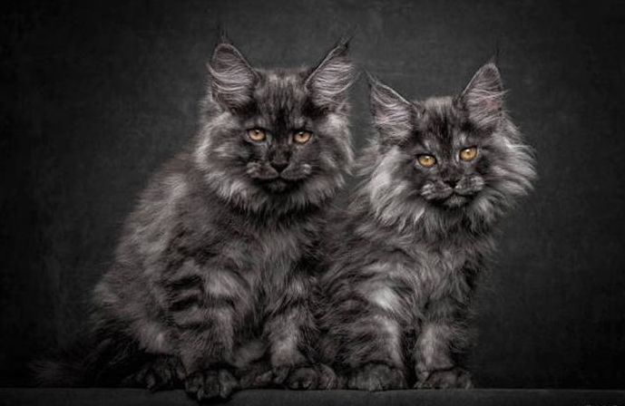 maine coon cat