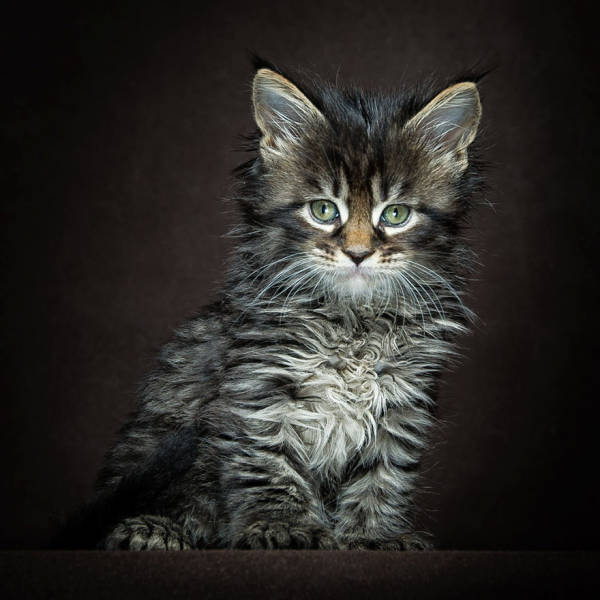 maine coon cat