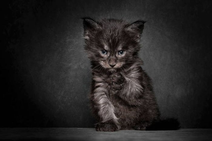 maine coon cat