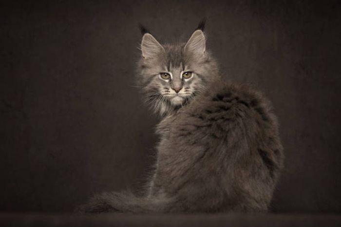 maine coon cat