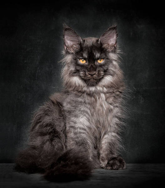 maine coon cat