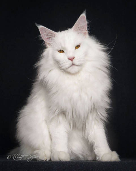 maine coon cat