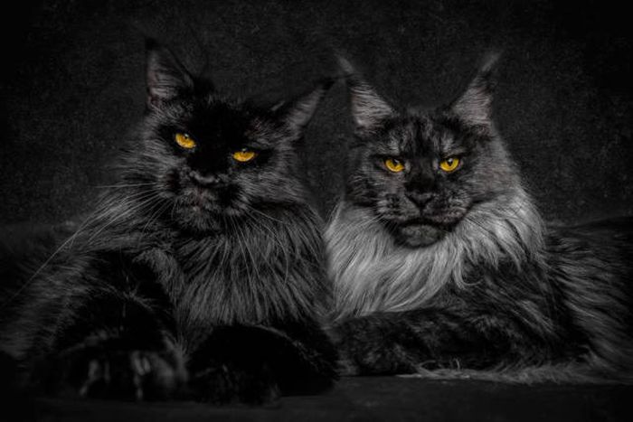 maine coon cat